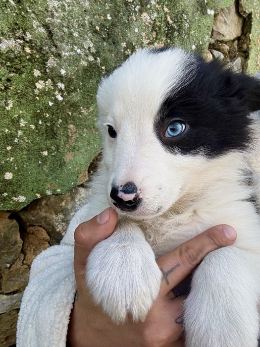 Excelente menio border collie olho azul