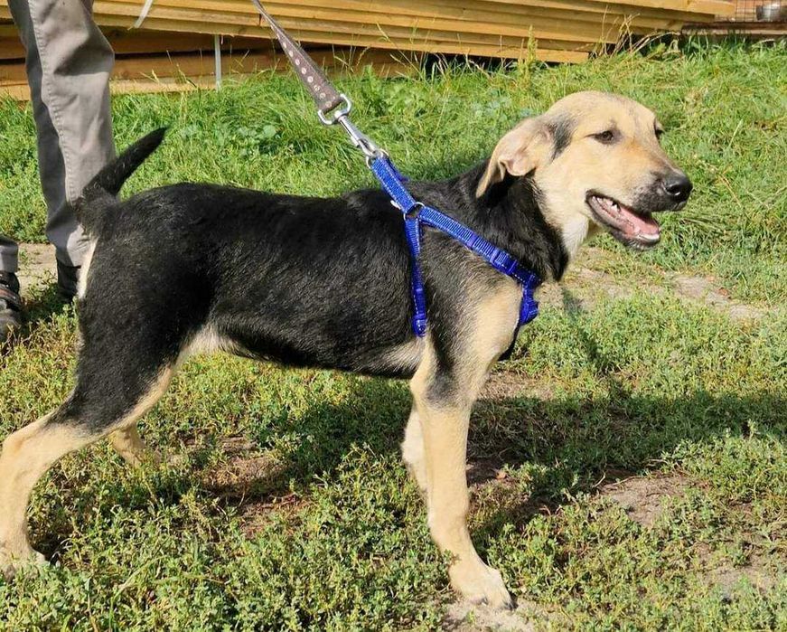 Młody samiec, pies, średni szuka domu.