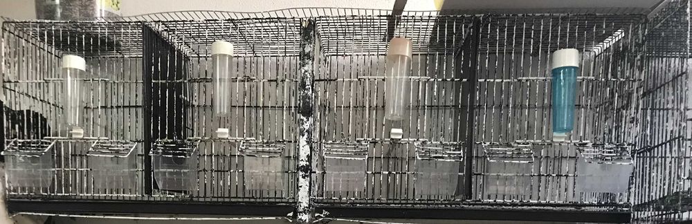 2 Gaiolas para criação de canários