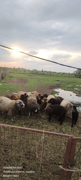 Продам сільськогосподарських тварин, вівці, барани, свині угорська мангалиця.