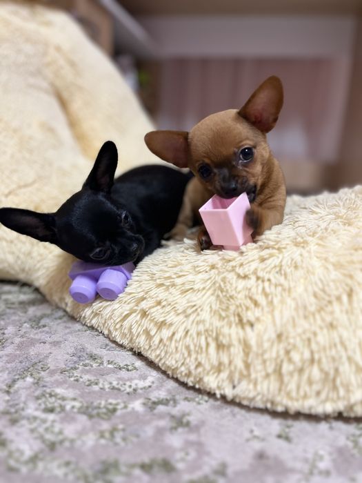 Цуценята чіхуахуа