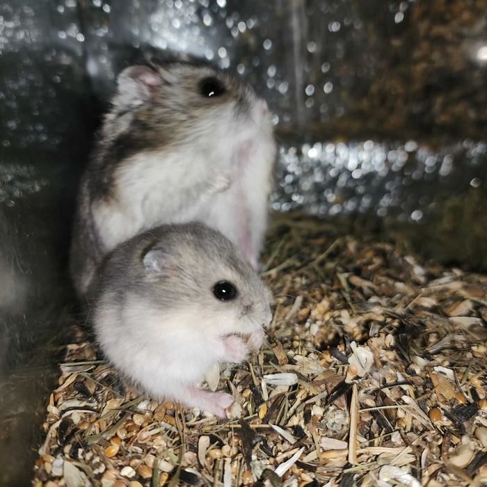 Джунгарський хом’як