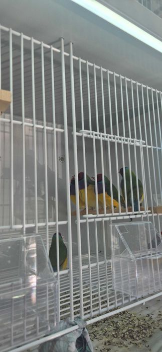 Diamantes de Gould