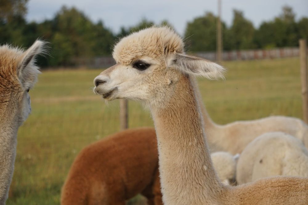 Alpaka samiec samica