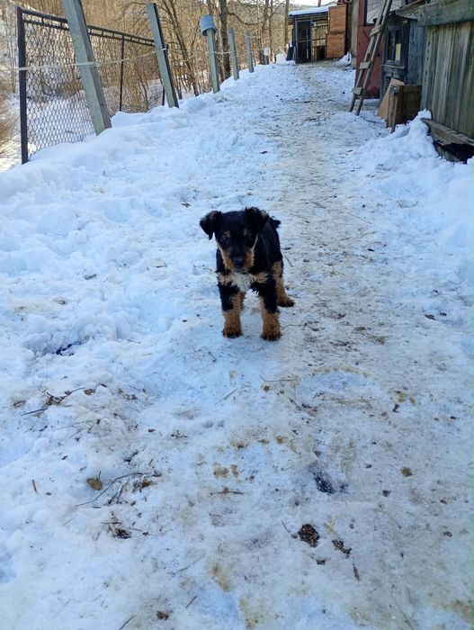 Sczeniak rasy terier