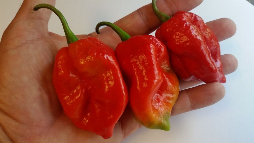 Sementes das Pimentas/Malaguetas/Piri-Piris mais picantes do mundo