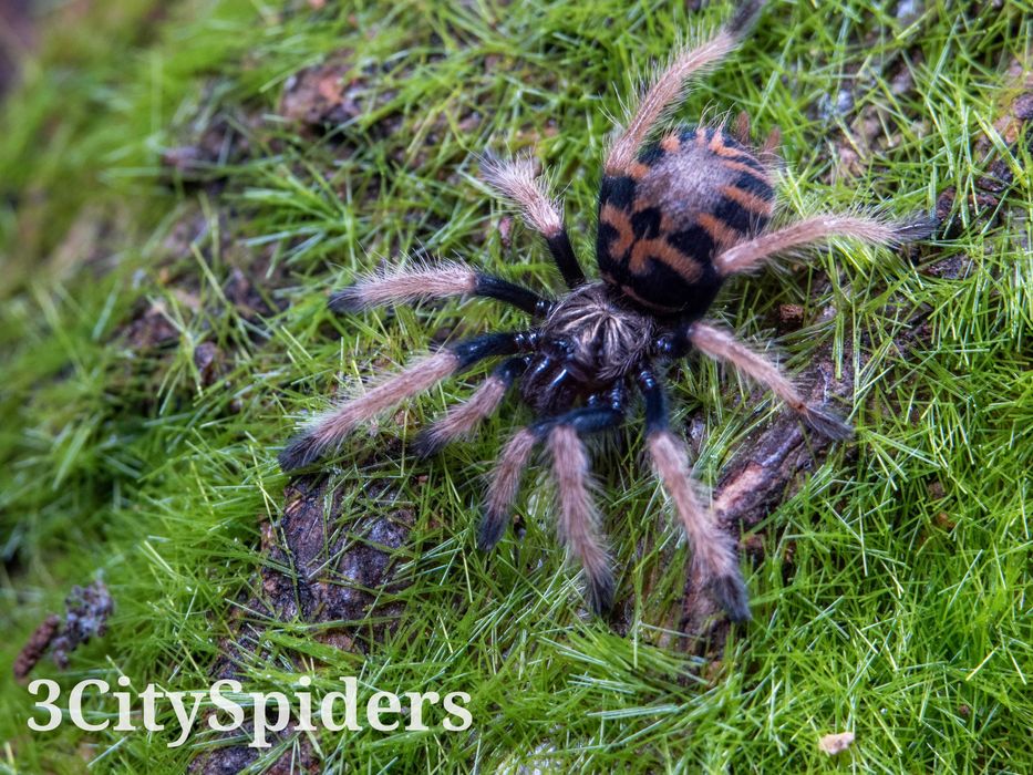 Chromatopelma cyaneopubescens L4 (3CitySpiders)