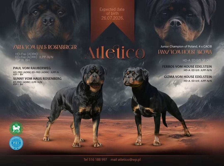 Rottweiler - szczenię z rodowodem FCI