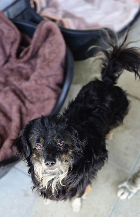Do adopcji sunia