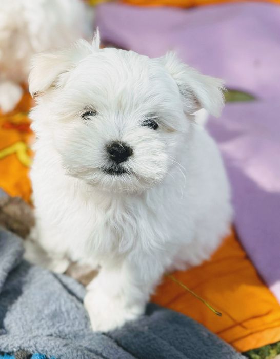 Maltańczyk malutki piesek ZKwP FCI