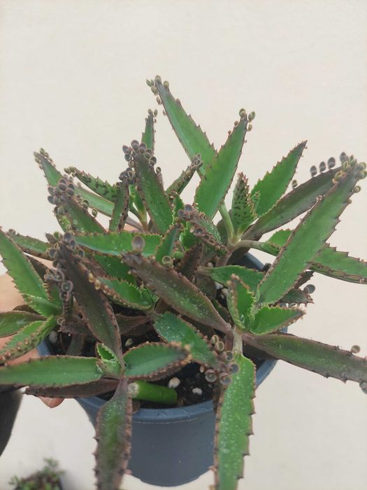Suculenta Kalanchoe Mãe de Mil