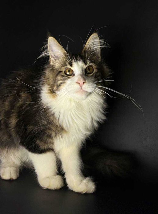 Мейн-кун дівчинка з клубними документами WCF • усі вакцини