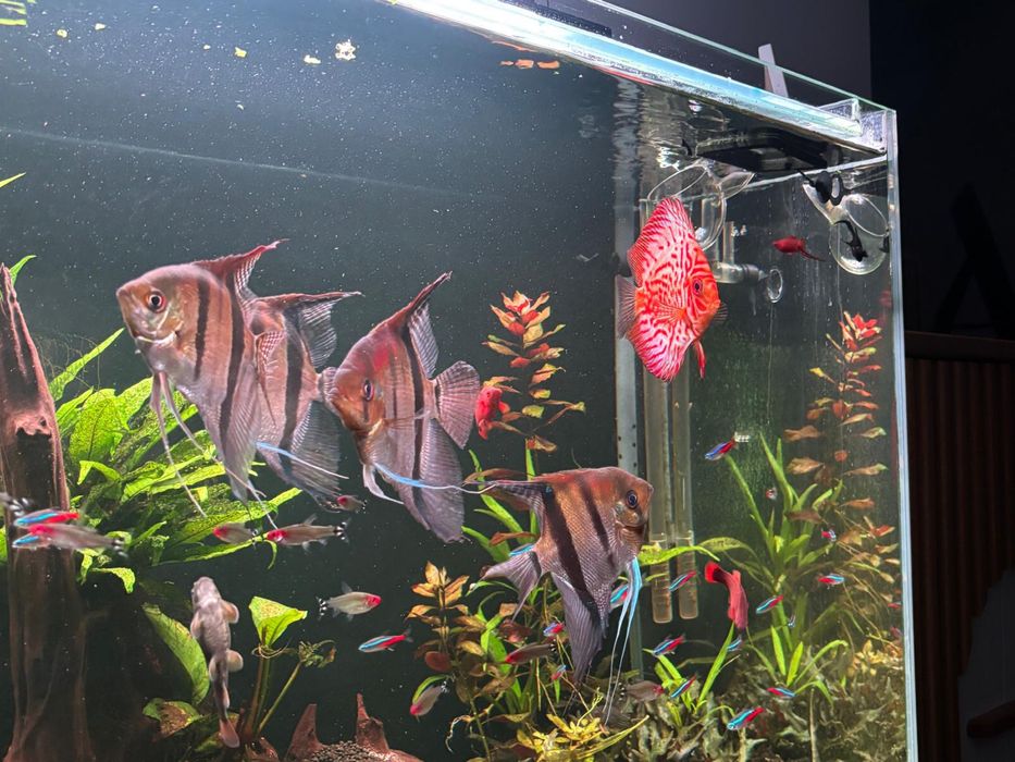 4 duże dorosłe skalary i 1 paletka