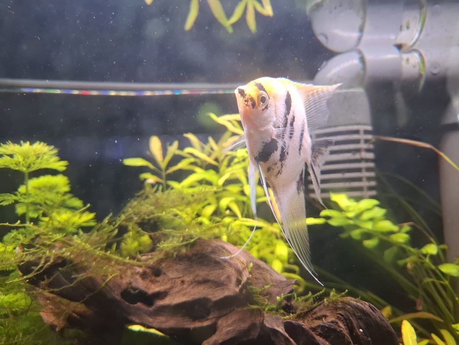 Escalar Koi (Pterophyllum scalare)