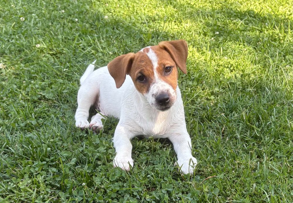 Jack Russell Terrier –  suczka Jaga