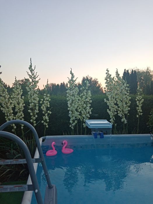 Juka ogrodowa,za darmo