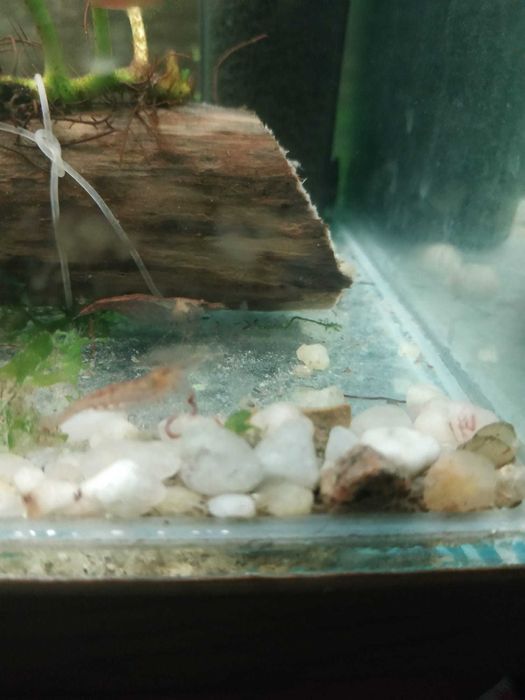 Krewetki stadko 15szt