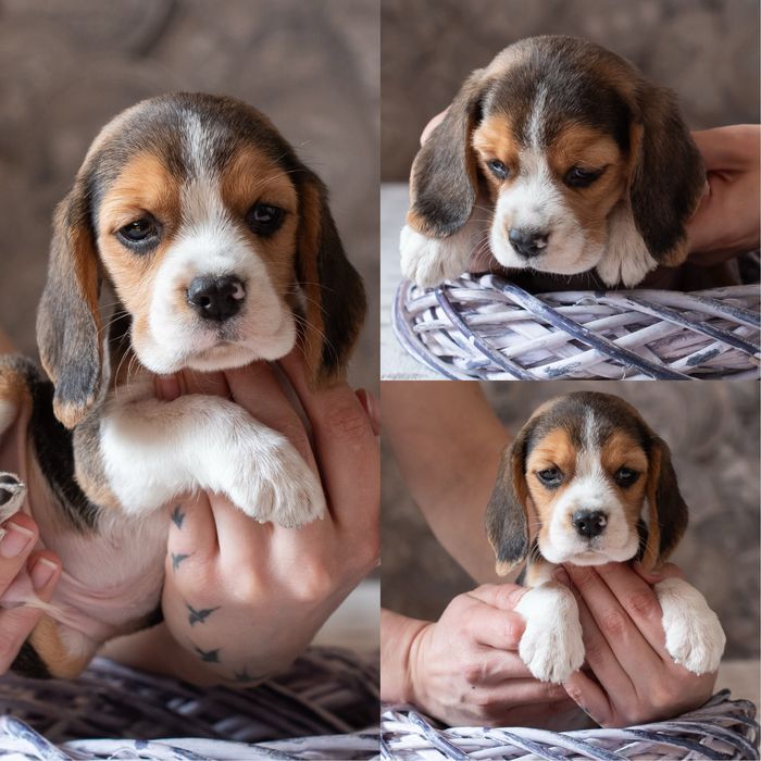 Суперові цуценята бігля, родовід КСУ