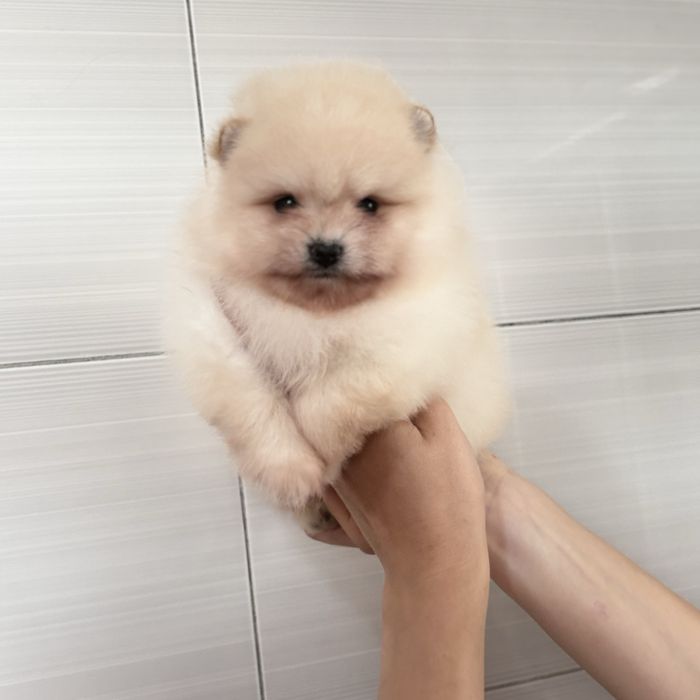 хлопчик шоу класу тип ведмедик