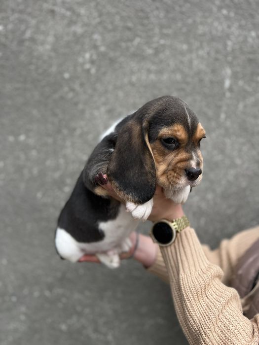 Бигль  девочка мальчик