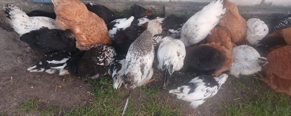 Підрощені курчата, продаю підрощені курчата 2,3 місяці,  продаю
