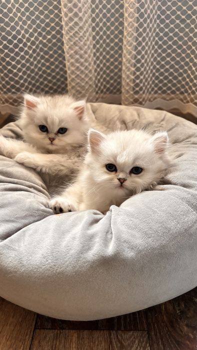 Кошенята Срібна шиншила