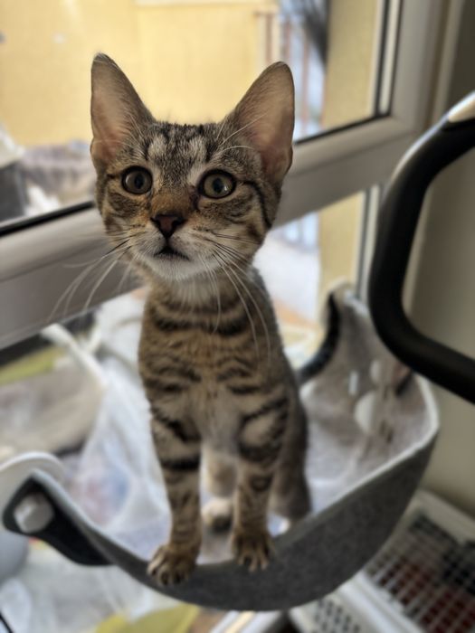 Weasley - kotek do adopcji