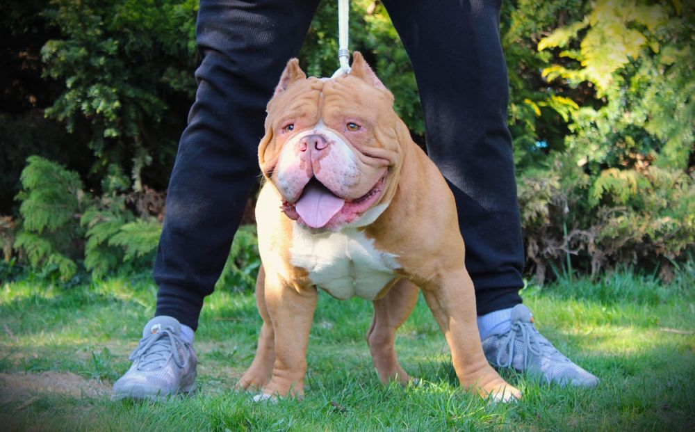 Reproduktor American Bully