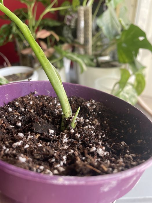 Cuttings monstera adansonii