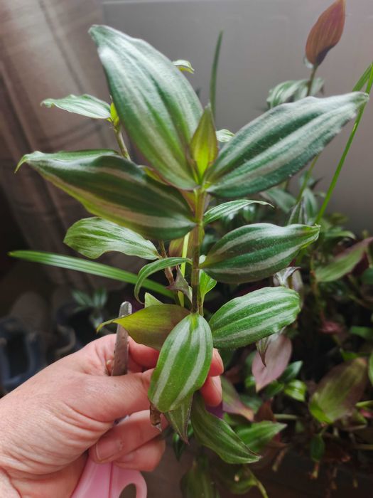 Традесканція вазон