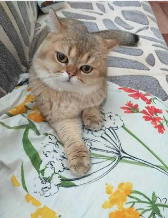 Два котики на вязку