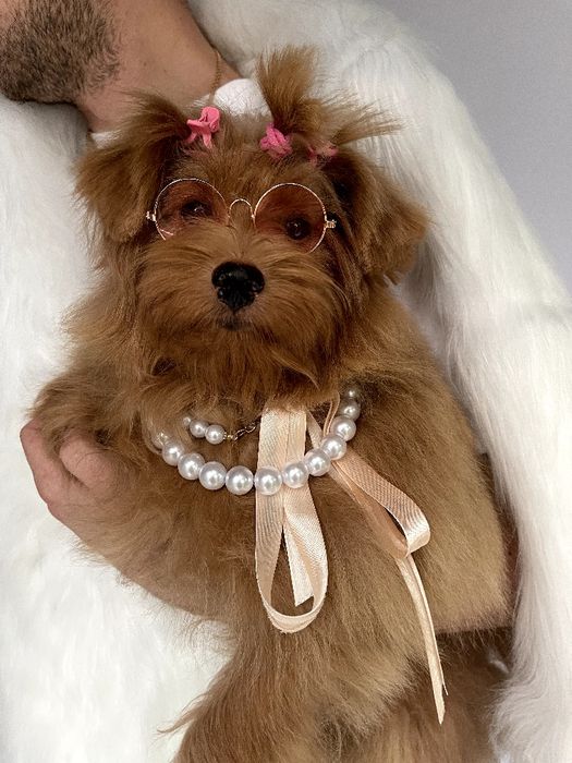 Помапу  краса, ніжність і любов в одному