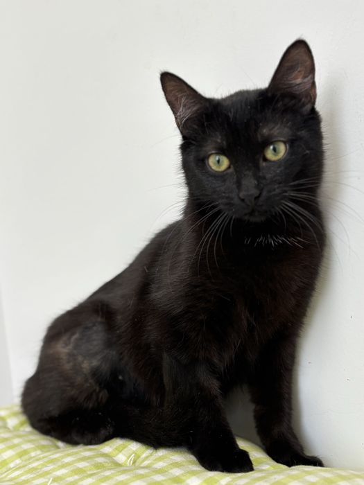 Кошеня в добрі руки