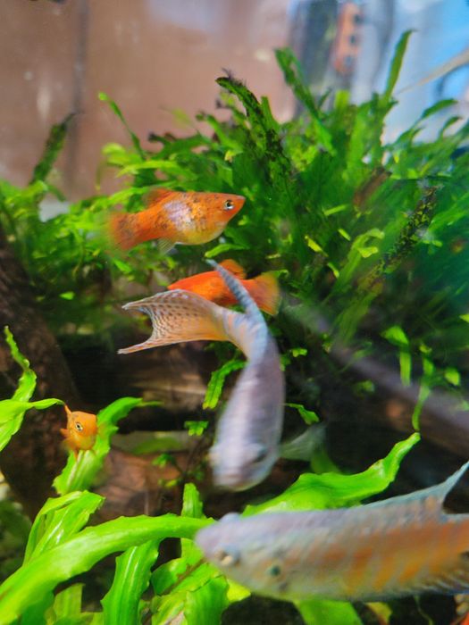 Аквариумные рыбки в ассортименте.