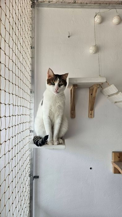 Greta do adopcji