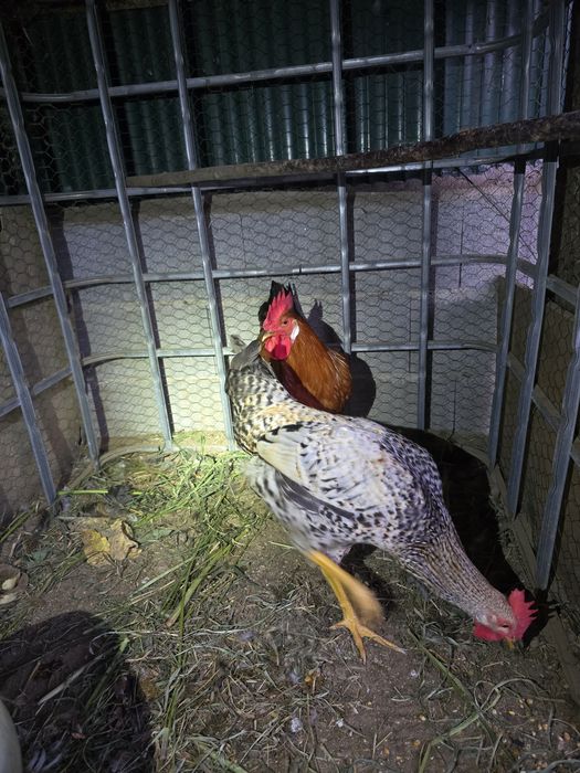 Galos jovens bonitos e saudáveis