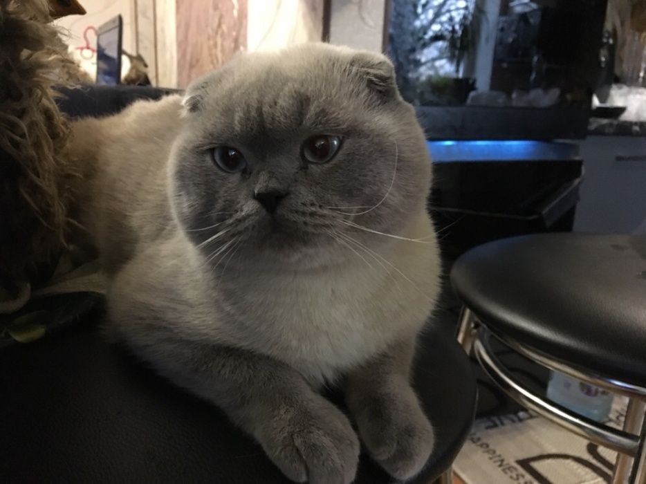 Шотландский вислоухий котик Вязка кота для вязки