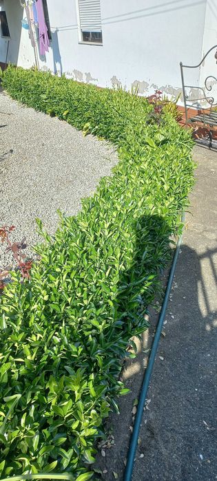 Serviços de jardinagem/Pichelaria