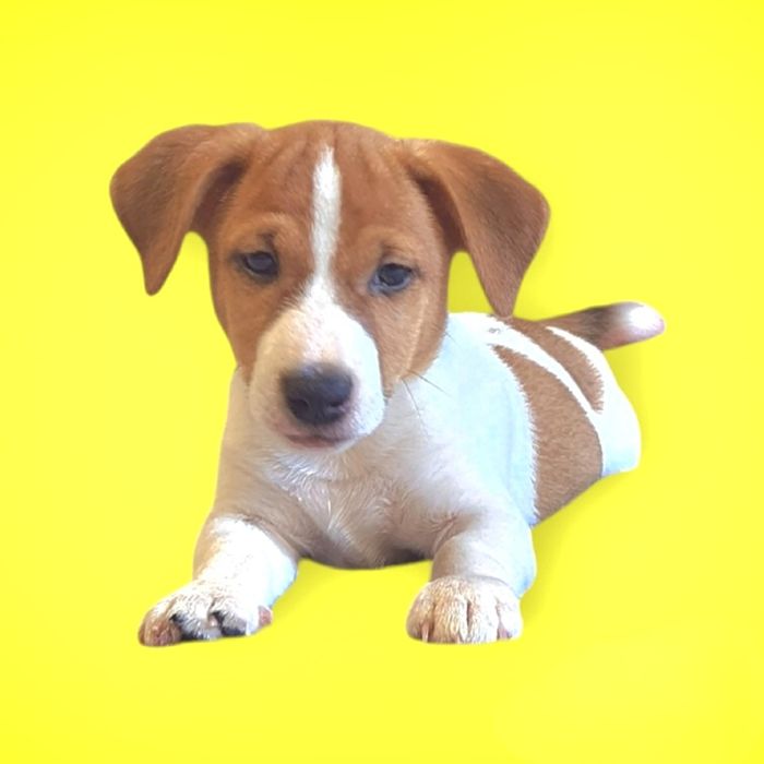 SUPER Jack Rassel Terrier.