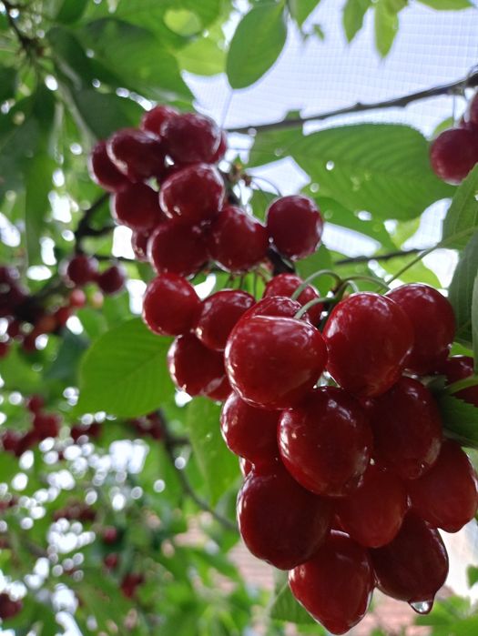 Ekologiczne czereśnie 15 zł/kg