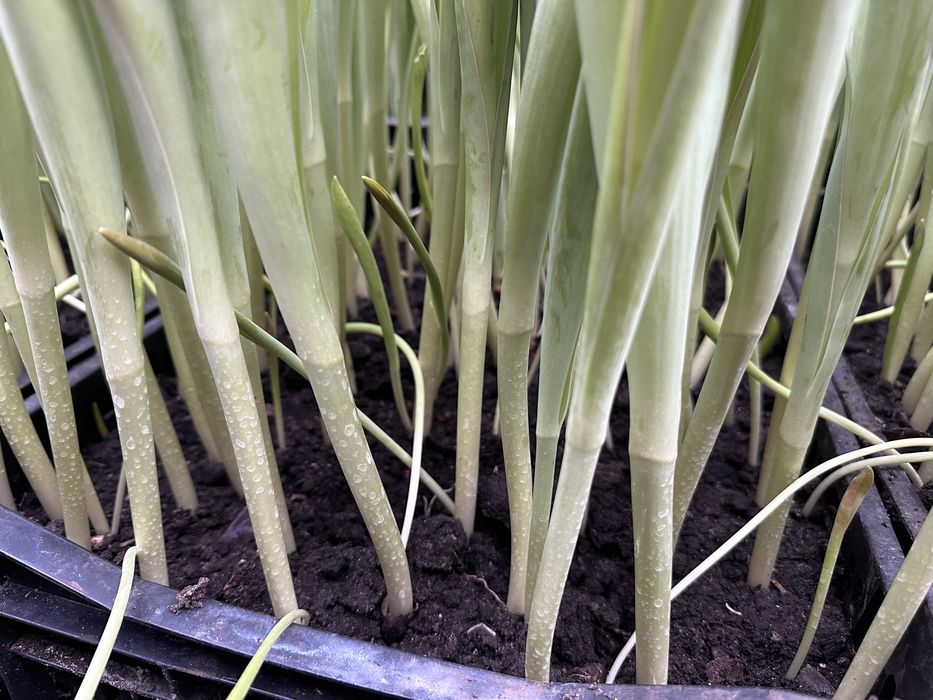 Цибулини після зрізу