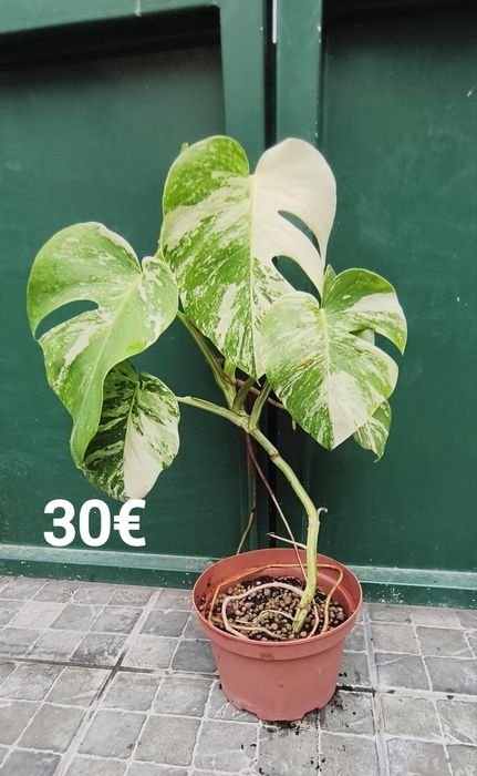 Plantas e suculentas