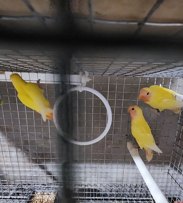 Agapornis roseiles 2026