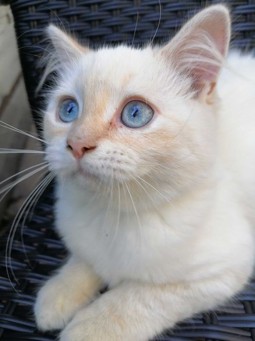 Кошеня регдол/ragboll