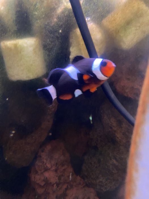 peixe palhaço jovem