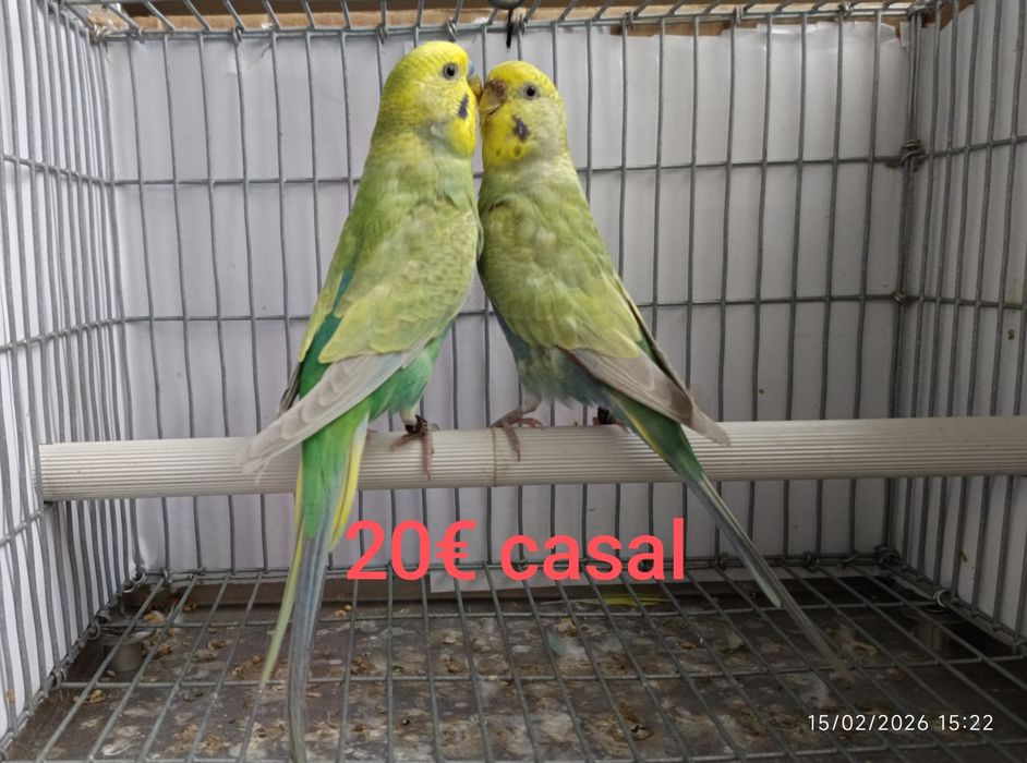 Periquitos arco-íris