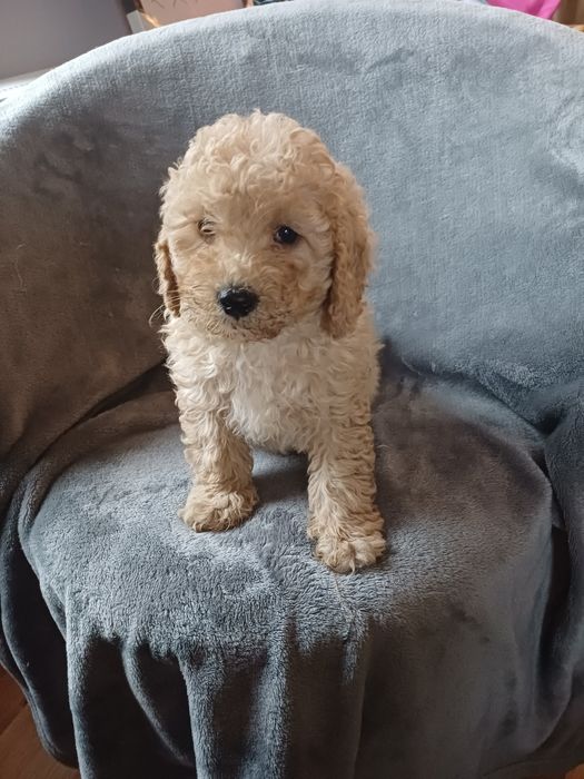 Cavapoo f2 karmel Nowy Podleś • OLX.pl
