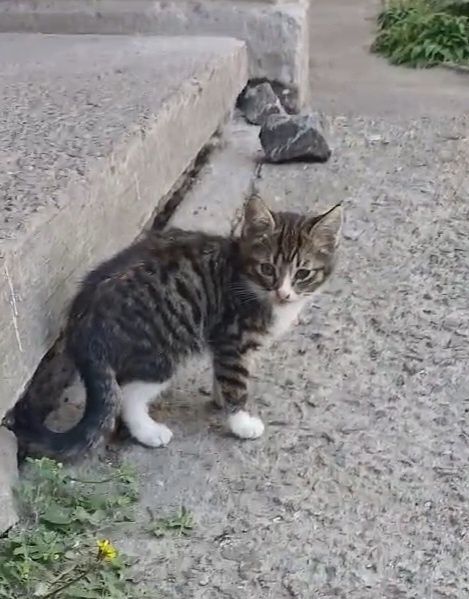 красиве маленьке  кошеня 2, 5 міс