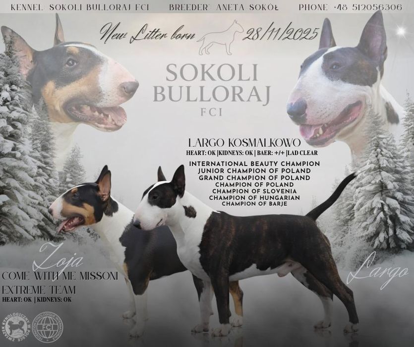 Bulterier standard samiec