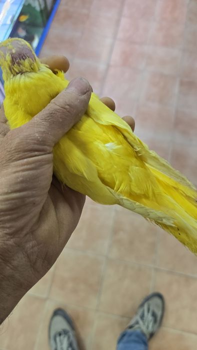 Aratinga jandaia e ring neck